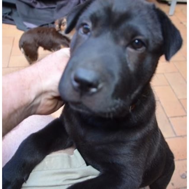 border collie shar pei