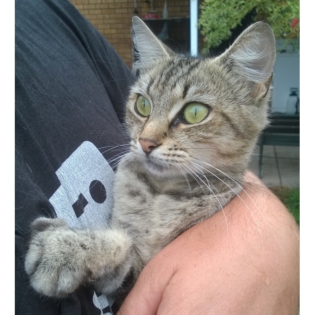 Anika - Female Domestic Short Hair Cat in NSW - PetRescue