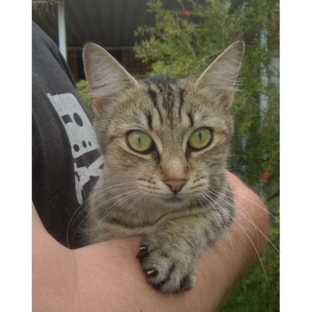 Anika - Female Domestic Short Hair Cat in NSW - PetRescue