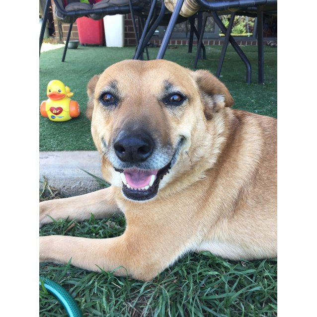 Medium Female Red Heeler Mix Dog in VIC PetRescue