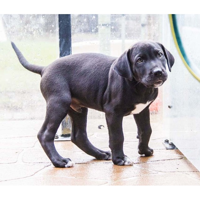 Carson male Lab x Mastiff pup (On Trial 29/4/17) Large Male Labrador x Mastiff Mix Dog in