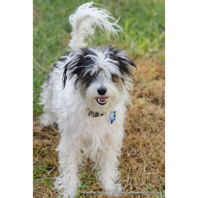 Sparky ~ JR x Maltese x Shih tzu (On Trial 23/4/17 - Small ...