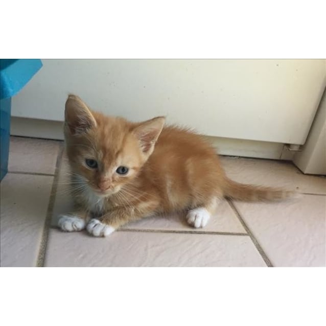 Hiccups Male Domestic Short Hair Mix Cat In Qld Petrescue