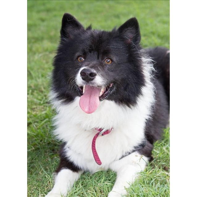 samoyed cross collie