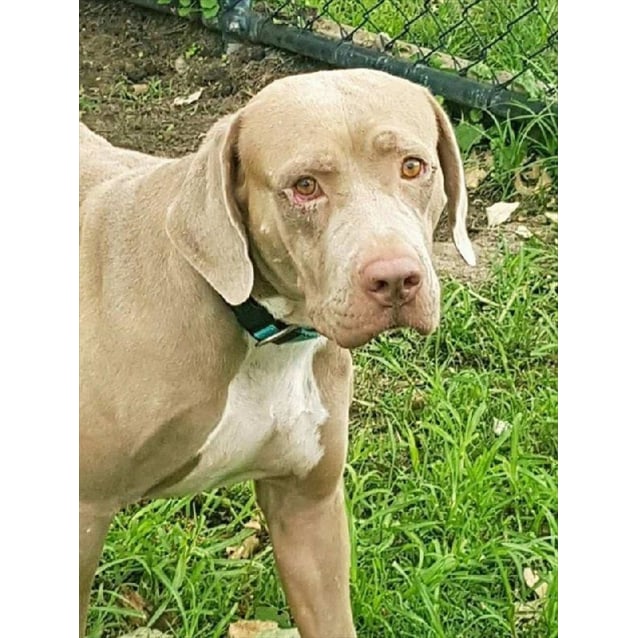 Lyla Medium Female American Bulldog X Weimaraner Mix Dog In Qld