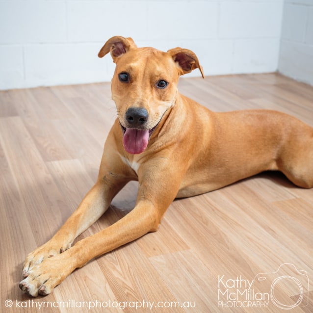 amputee cats for adoption