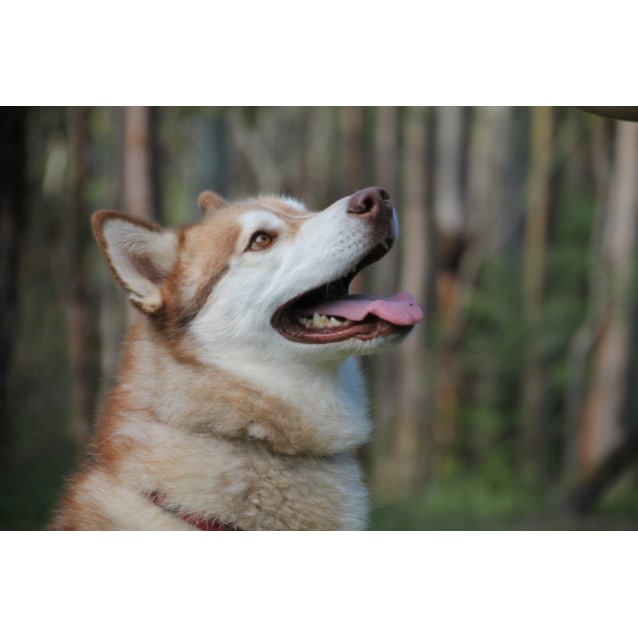 Jerry - Medium Male Siberian Husky Dog in NSW - PetRescue