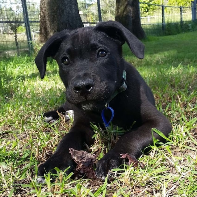 Rex male Lab x Mastiff pup (on trial 13/5/17) Large Male Labrador x