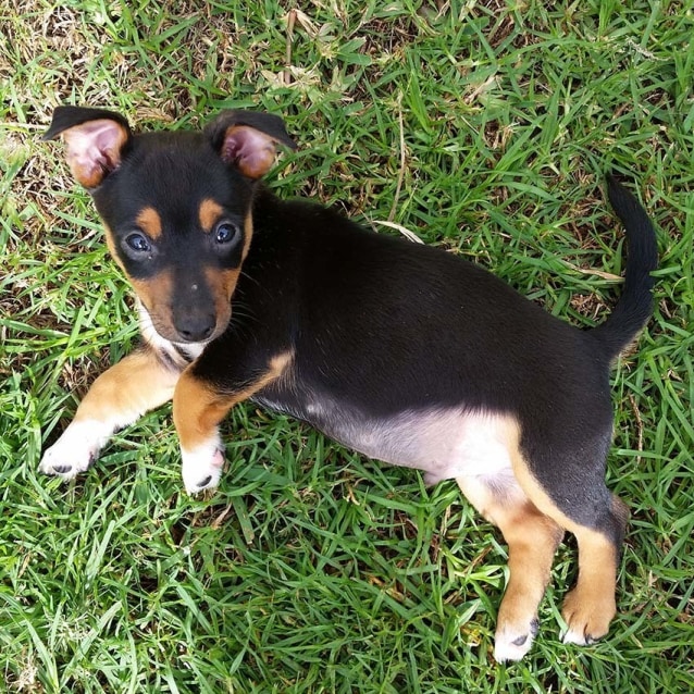 Lewis ~kelpie X Jack Russell On Trial 30417 Medium Male Jack Russell Terrier X Kelpie Mix 