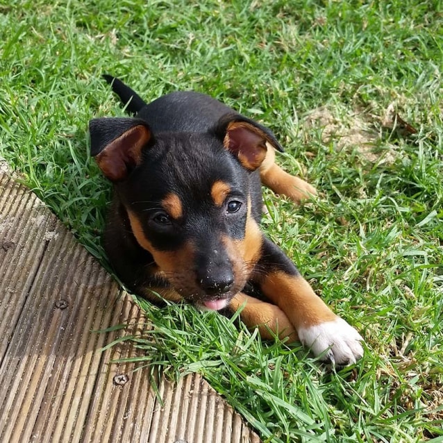 jack russell kelpie mix