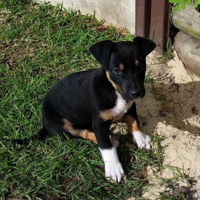 jack russell cross puppies