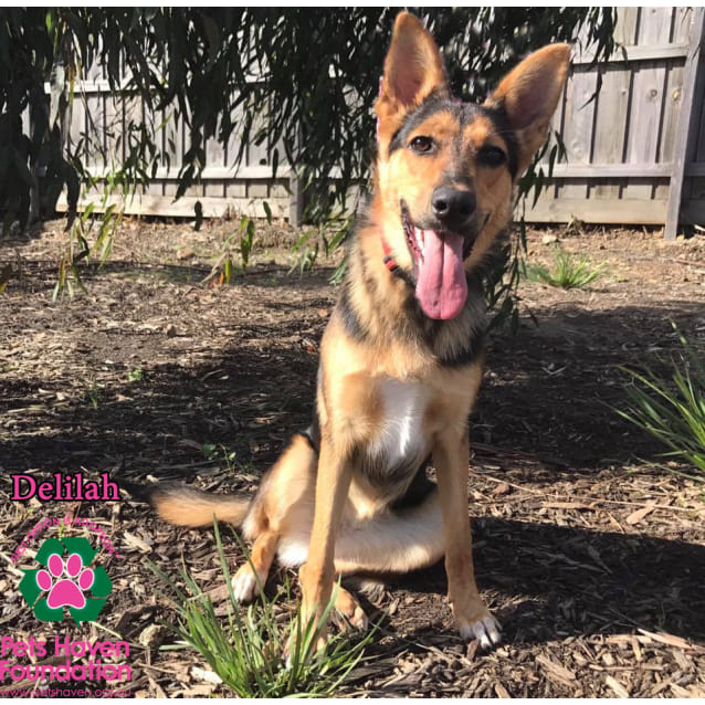 Delilah Medium Female Border Collie X German Shepherd Mix Dog In Vic Petrescue Delilah Medium Female Border Collie X German Shepherd Mix Dog In Vic Petrescue
