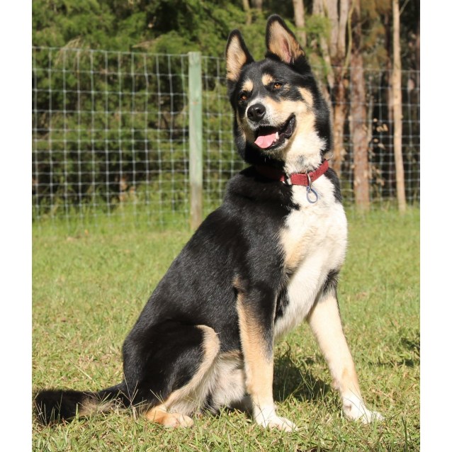 husky x kelpie temperament