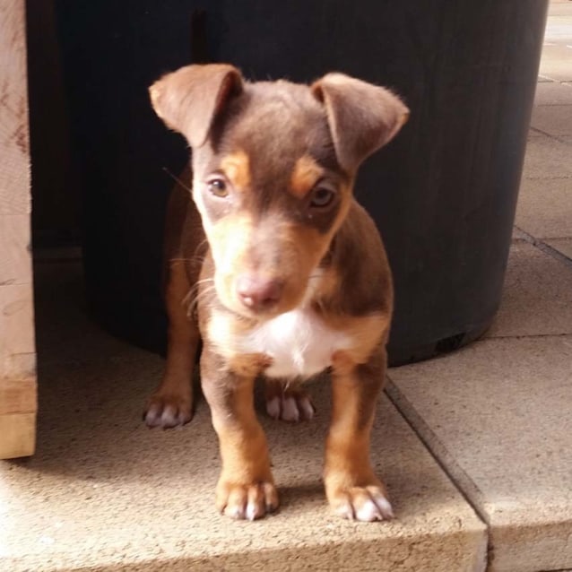 jack russell cross kelpie