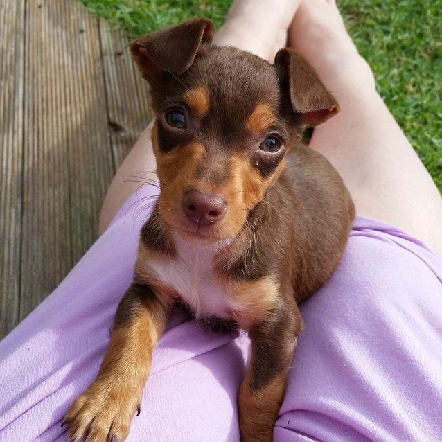 Jerry ~ Kelpie X Jr Pup Pending Adoption Small Male Jack Russell 