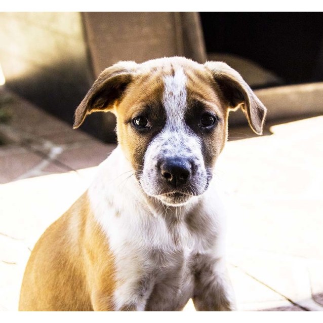 australian cattle dog boxer mix puppy