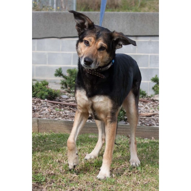 Lady Medium Female Australian Shepherd x Australian Kelpie Mix Dog in NSW PetRescue