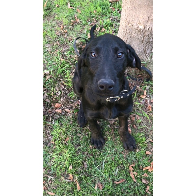 german pointer x labrador