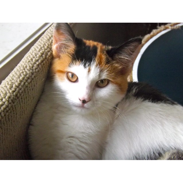Bronte Located In Werribee Female Domestic Short Hair Cat In Vic Petrescue