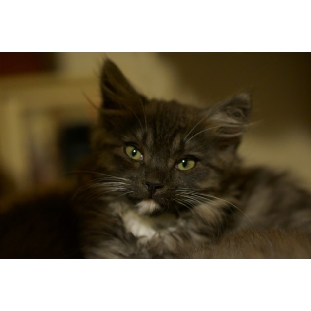 Daisy Located In Sale Female Domestic Medium Hair Cat In Vic