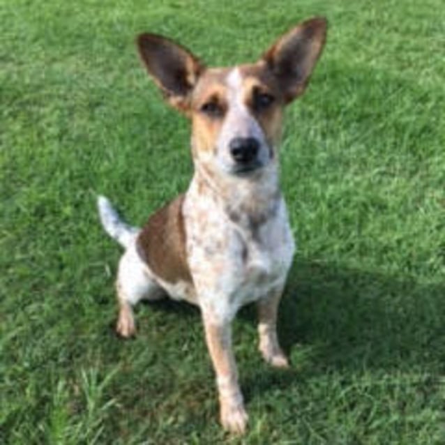 jack russell x cattle dog