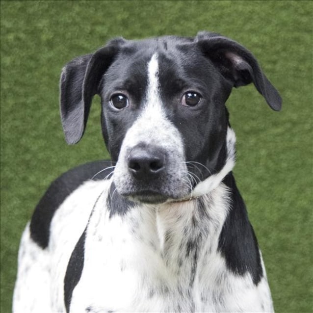 Bruno Medium Male Australian Cattle Dog x German Shorthaired Pointer