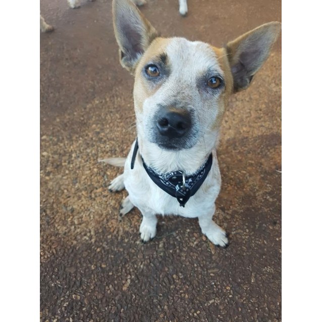 Tommy Small Male Australian Cattle Dog X Jack Russell Terrier