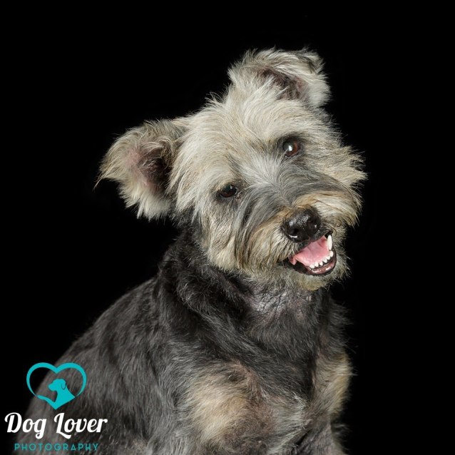 silky terrier mix