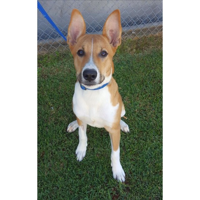 basenji german shepherd mix