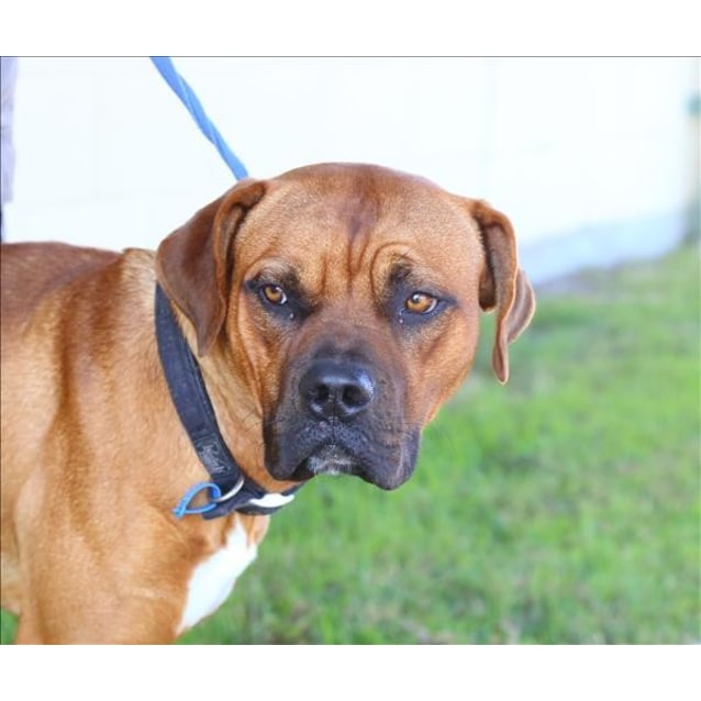 bullmastiff x cattle dog