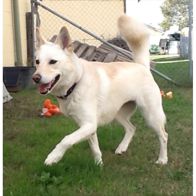 Princess Large Female Siberian Husky x Labrador Retriever Mix Dog in