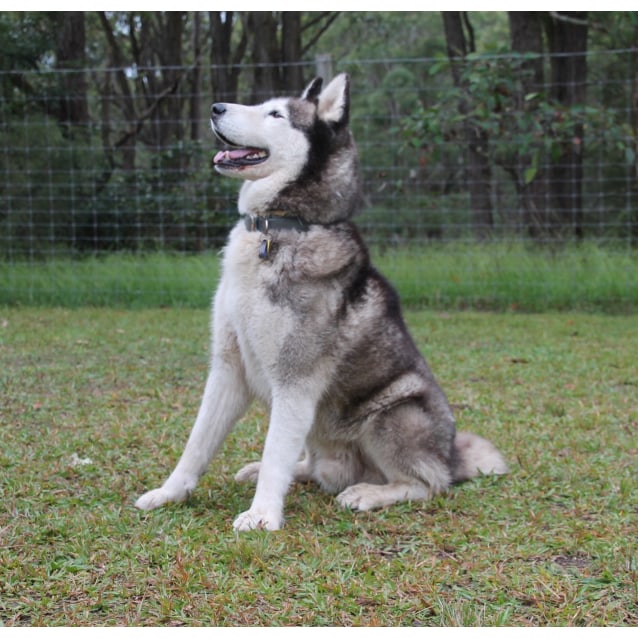 Siberian husky image sources unsplash. Alaskan Malamute Big Siberian Husky : Max - Large Male Alaskan Malamute x Siberian Husky Mix Dog ...