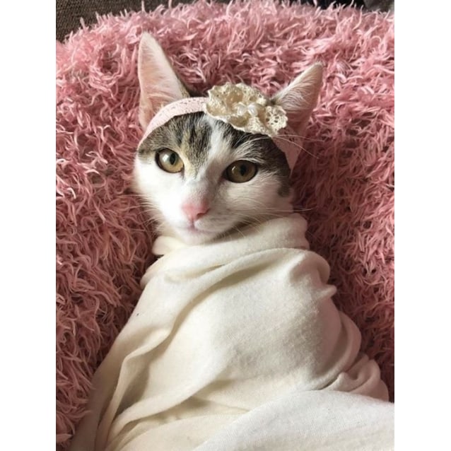 Beaver Adopt Me Female Domestic Short Hair Cat In Nsw