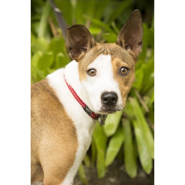 Honey - Medium Female Australian Cattle Dog x Whippet Mix Dog in QLD