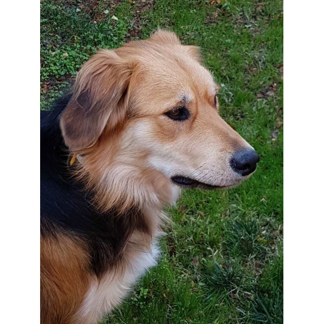 Tess Medium Female Border Collie x Golden Retriever Dog