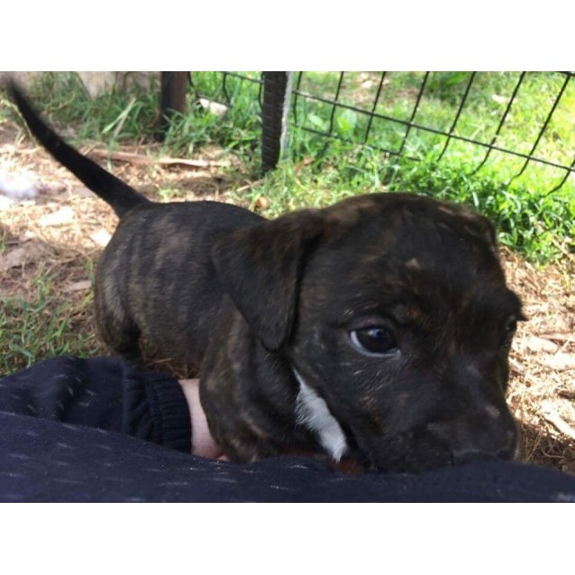 dachshund staffy cross