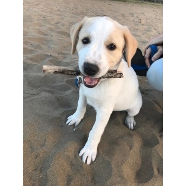 maremma cross labrador puppies