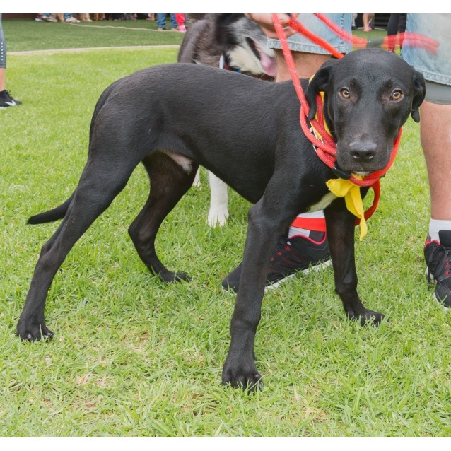 bull arab cross labrador