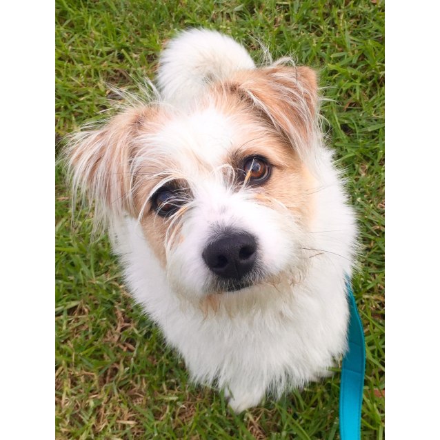 jack russell and cairn terrier mix