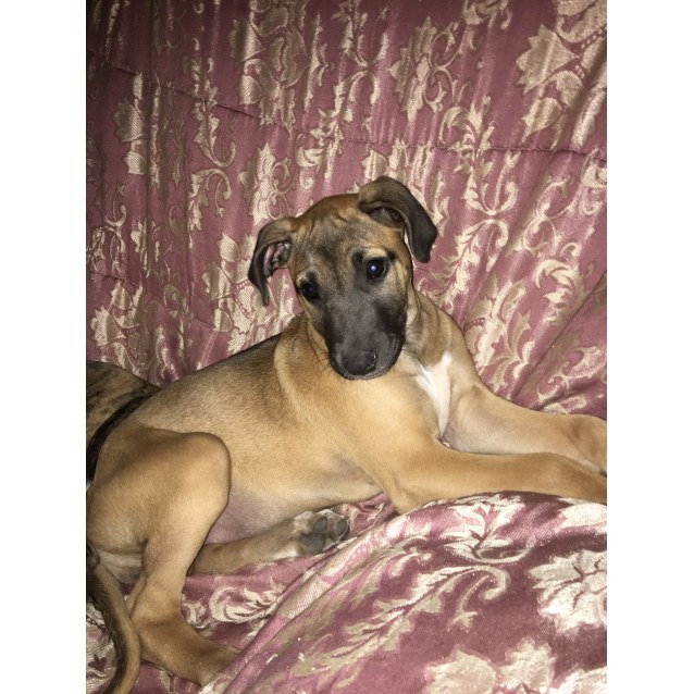 great dane x staghound