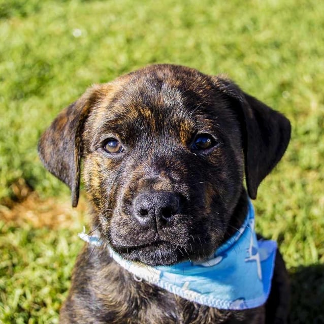 staffy x rottweiler puppy