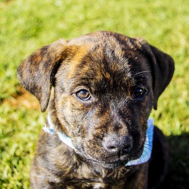 Arlo ~ Rotti x Staffy x Lab pup (On Trial 24/6/17) - Medium Male ...