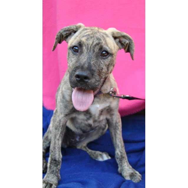 Lucinda Small Female Irish Wolfhound X Domestic Short Hair Dog