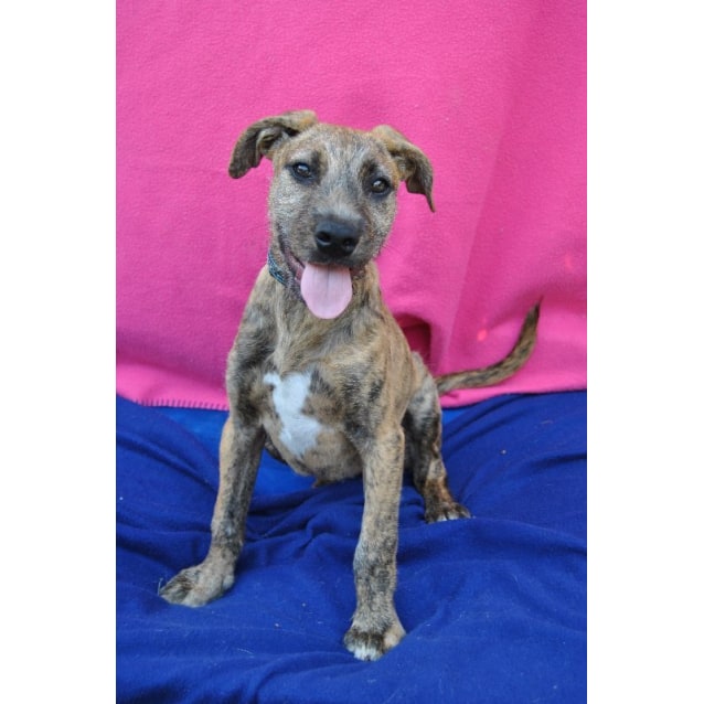 Peta Medium Female Irish Wolfhound X Domestic Short Hair Dog In