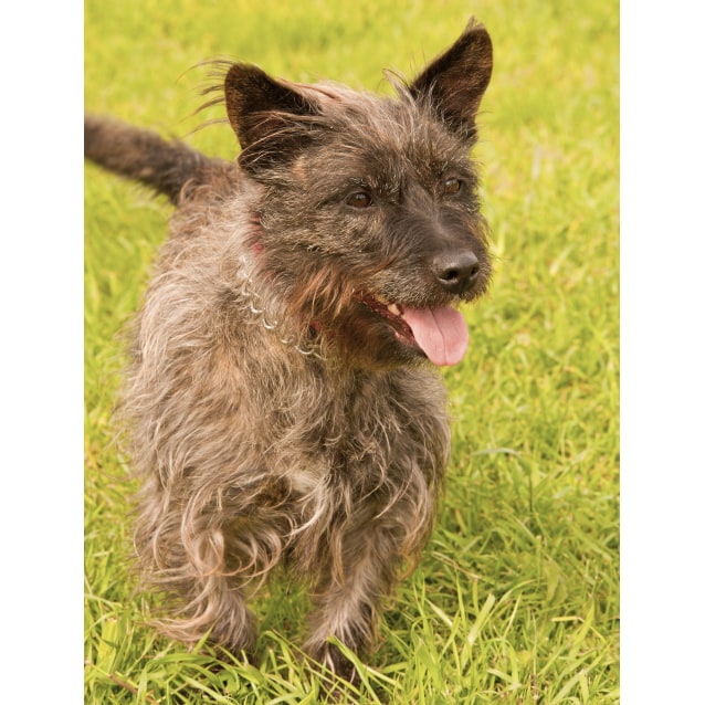 Toto ID9225 Small Female Cairn Terrier Mix Dog in VIC
