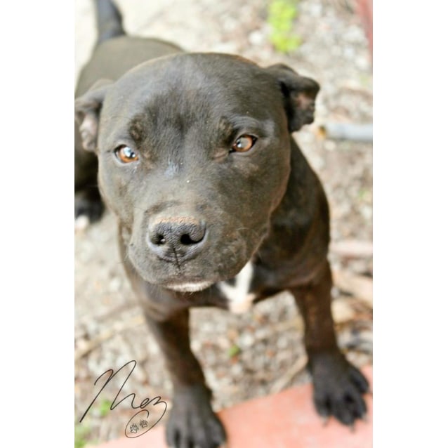 female staffy puppy