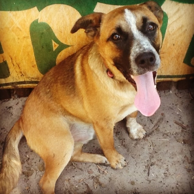 Bruno Medium Male German Shepherd x Red Heeler Mix Dog in WA PetRescue
