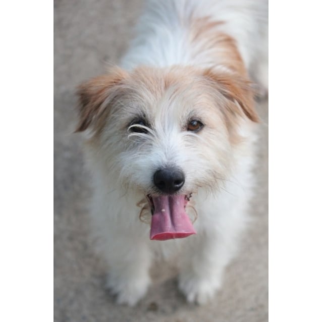 Whitney Small Female Jack Russell Terrier Dog in NSW PetRescue
