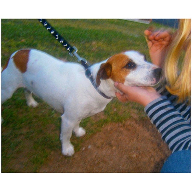 Chocolate Small Male Jack Russell Terrier Mix Dog in NSW PetRescue