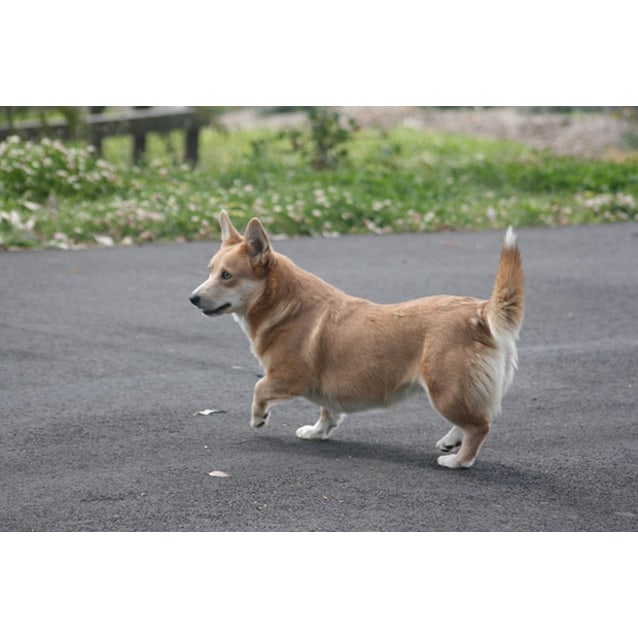 kelpie corgi